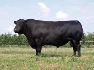 BLOG -Angusbulle „ Styria Beef “ Angus Rind