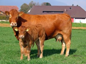 BLOG - Limousin Rind Limousin Rind